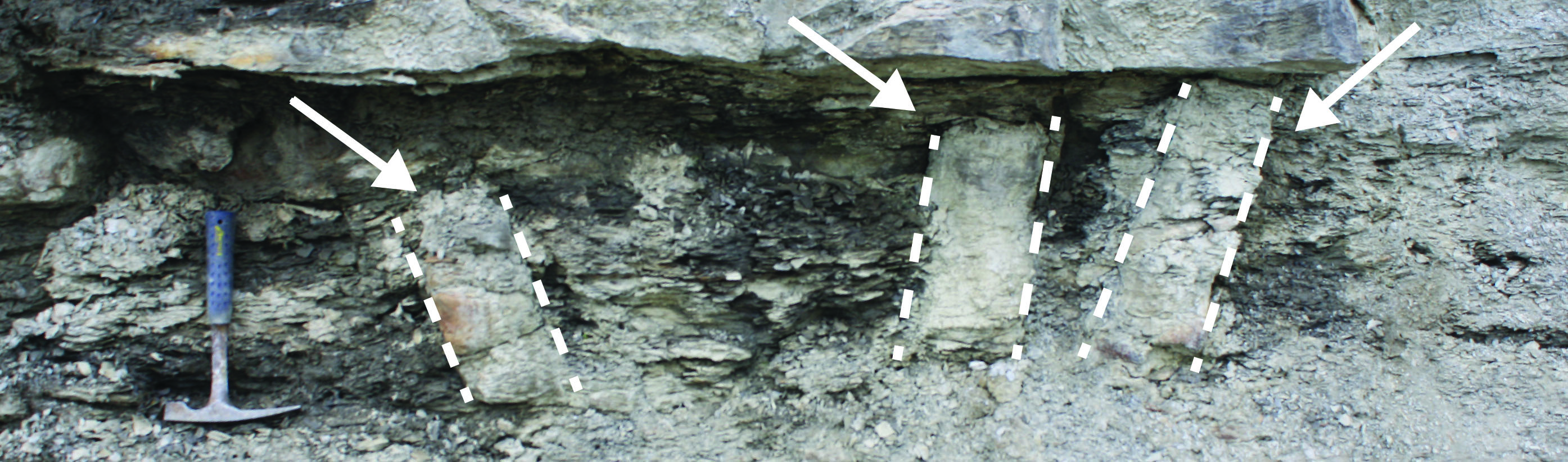 Standing, in place, fossil Calamites trunks in the Eastern Kentucky Coal Field. Hammer for scale. These Calamites were buried in muddy flood sediments from an ancient river.